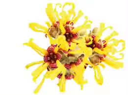 用於爽膚水/噴霧的無酒精金縷梅提取液