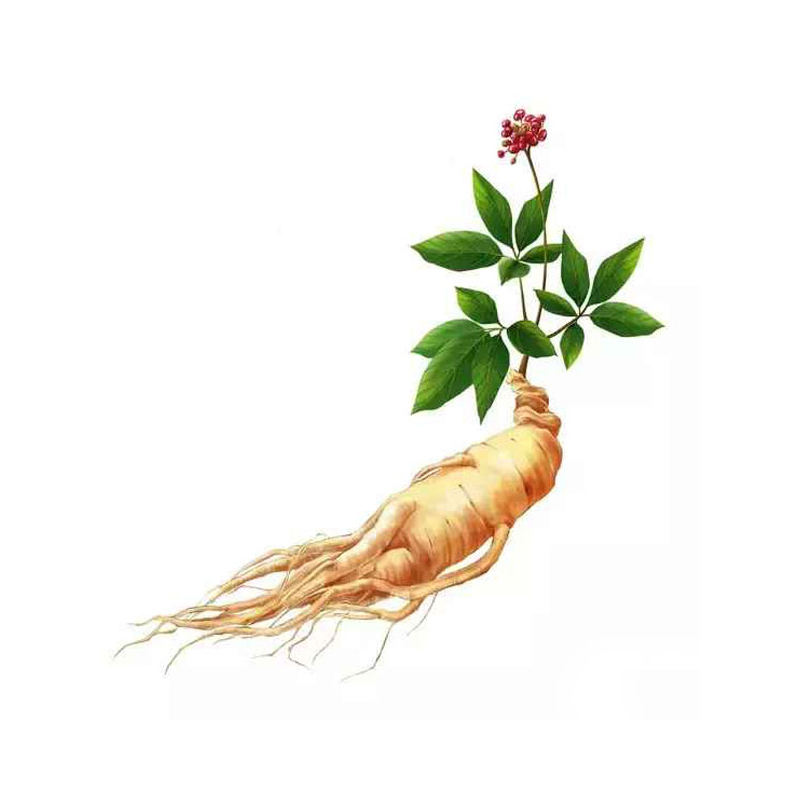 高品質人參根提取物 80% 人參皂苷定製膠囊，帶自有品牌