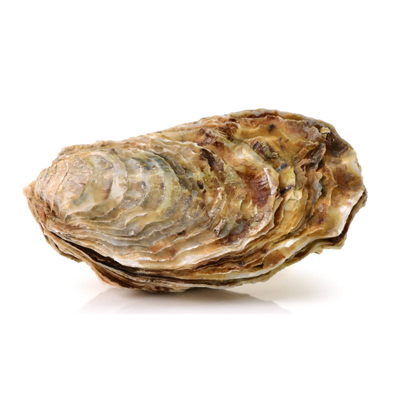 牡蠣殼提取粉工廠供應食品和化妝品級牡蠣肉粉